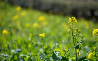 春が旬の野菜は？おいしい春野菜の見分け方と栄養素まで徹底紹介！