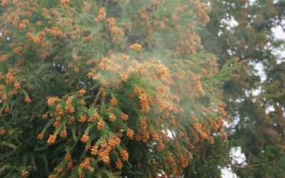 《皮膚科医 友利新先生監修》温暖化で花粉飛散量も増える！？花粉症の時期に摂りたい食品、控えたい食品はコレ！