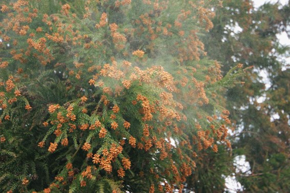 《皮膚科医 友利新先生監修》温暖化で花粉飛散量も増える！？花粉症の時期に摂りたい食品、控えたい食品はコレ！